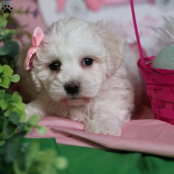 Gracie, Bichon Frise Puppy